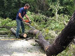 Best Hedge Trimming  in Landisville, PA