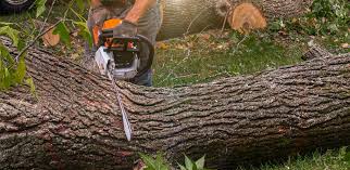 Best Tree Trimming and Pruning  in Landisville, PA