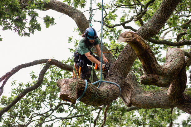 Best Utility Line Clearance  in Landisville, PA