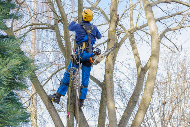 Best Emergency Tree Removal  in Landisville, PA