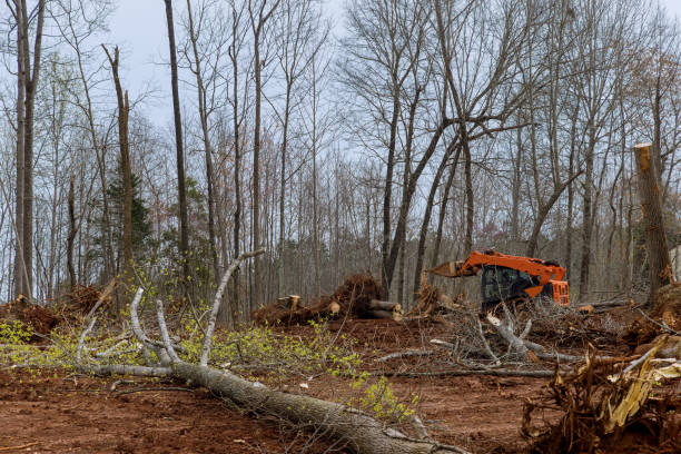 Seasonal Cleanup (Spring/Fall) in Landisville, PA