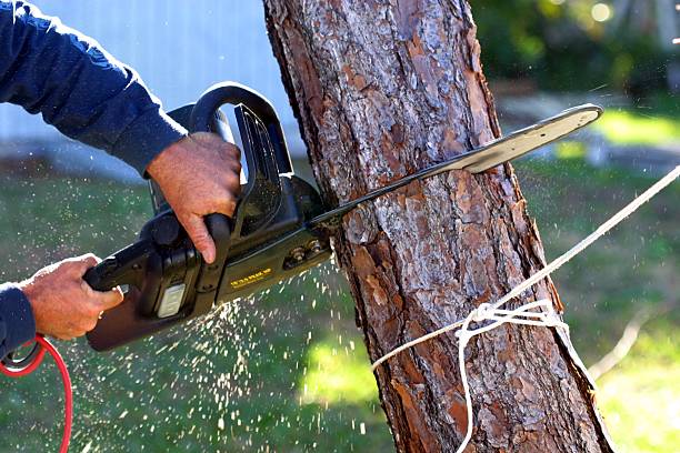 Best Hazardous Tree Removal  in Landisville, PA