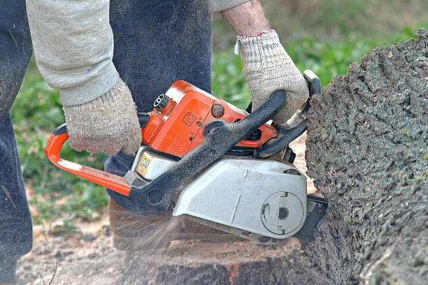 Best Storm Damage Tree Cleanup  in Landisville, PA