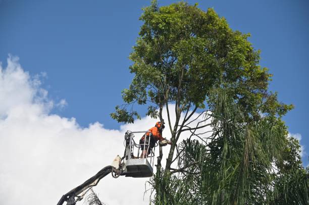 Professional Tree Services in Landisville, PA