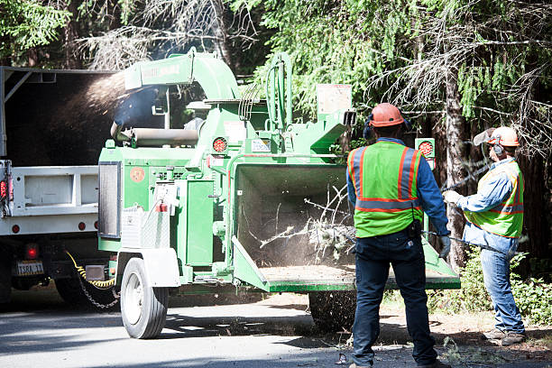 Best Commercial Tree Services  in Landisville, PA