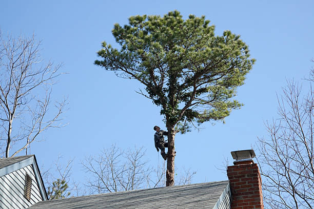 Best Tree Risk Assessment  in Landisville, PA